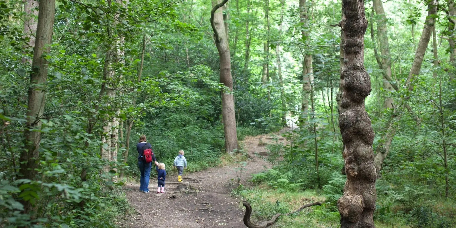 Ecclesall Woods